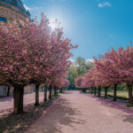 Residenz Würzburg Hofgarten Kirschblüte