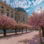 Residenz Würzburg Hofgarten Kirschblüte