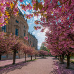 Residenz Würzburg Hofgarten Kirschblüte