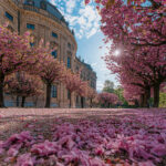 Residenz Würzburg Hofgarten Kirschblüte