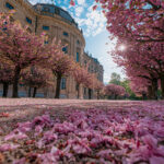 Residenz Würzburg Hofgarten Kirschblüte