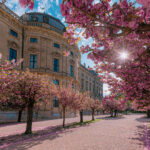 Residenz Würzburg Hofgarten Kirschblüte