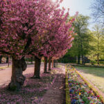 Residenz Würzburg Hofgarten Kirschblüte