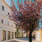 Kirschblüte Bad Windsheim